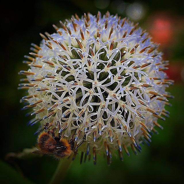 Summer Photograph - Pom Pom And Bumblebee 
#bumblebees by Bex Byrne 
