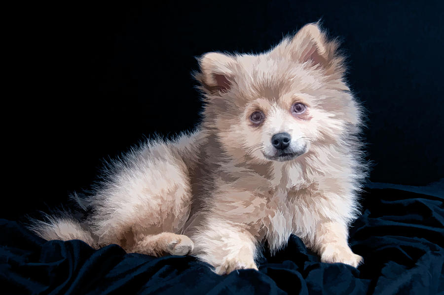 Pom Puppy Portrait by Constance Sanders Pom Puppy Portrait by Constance Sanders