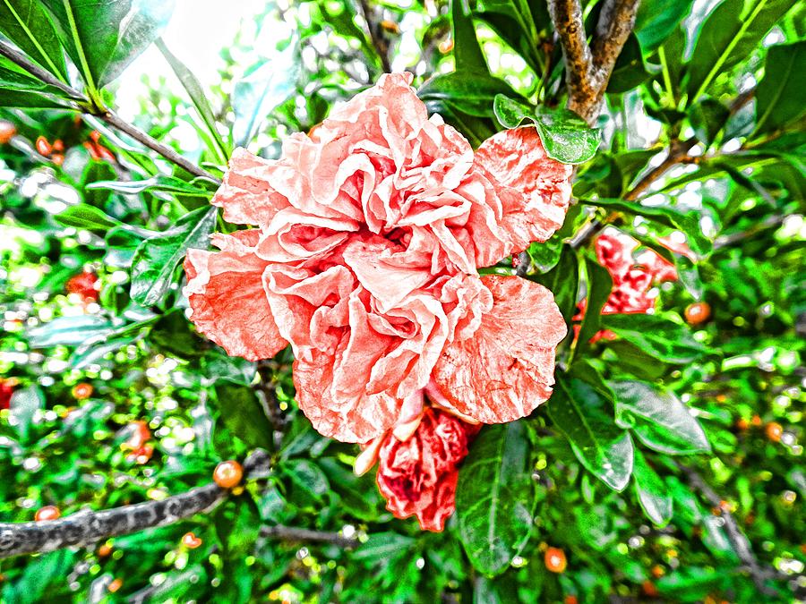 Pomegranate 6 Digital Art by Robert Rhoads