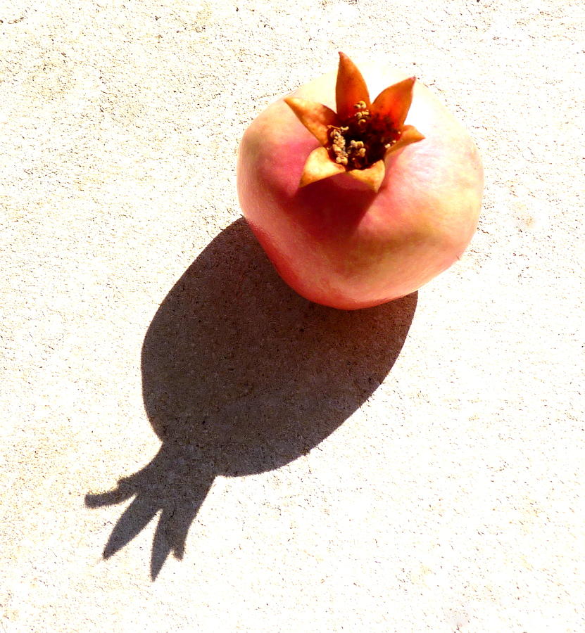 Pomegranate and front shadow Photograph by Rita Adams