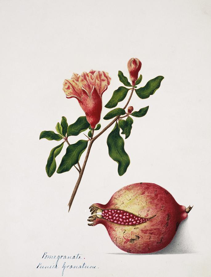 Pomegranate Flowers And Fruit Photograph by Natural History Museum, London/science Photo Library