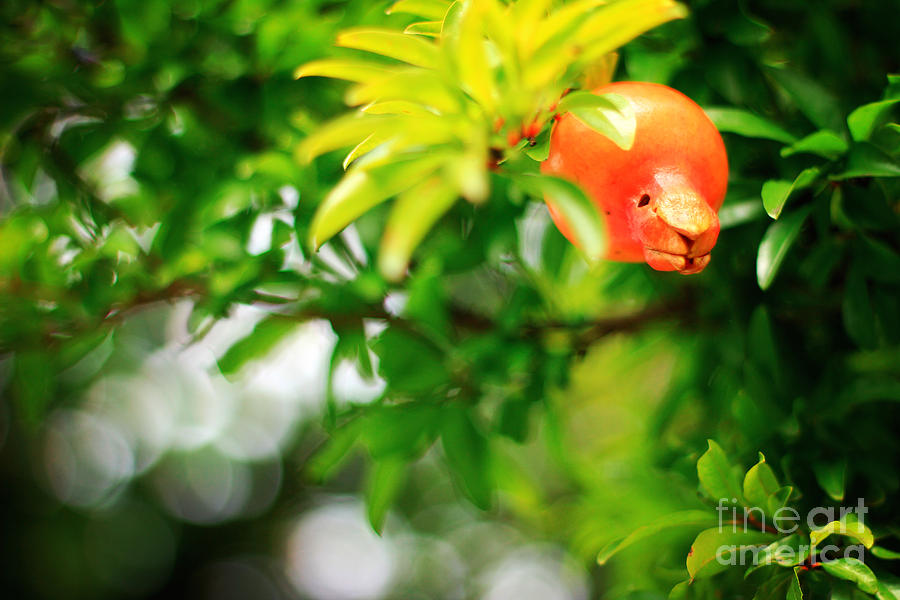 Pomegranate on a Tree Photograph by Beverly Claire Kaiya