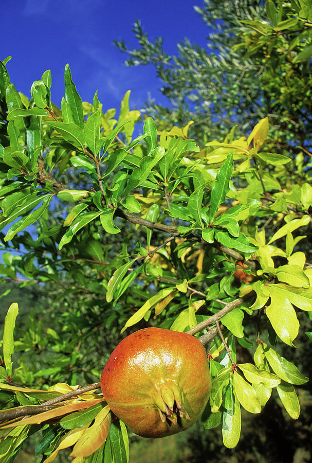 Pomegranate (punica Granatum) Photograph by Bruno Petriglia/science Photo Library