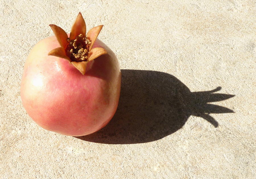 Pomegranate side shadow Photograph by Rita Adams
