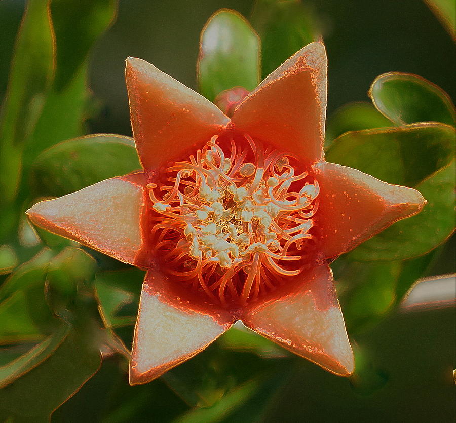 Pomegranate star flower Photograph by Rita Adams