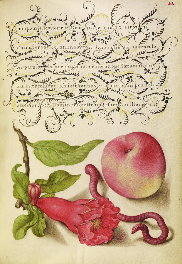 Pomegranate Painting - Pomegranate, Worm, And Peach Joris Hoefnagel, Flemish by Litz Collection Pomegranate Painting - Pomegranate, Worm, And Peach Joris Hoefnagel, Flemish by Litz Collection