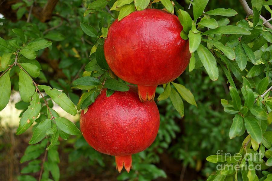 Pomegranates Photograph by Kerri Mortenson