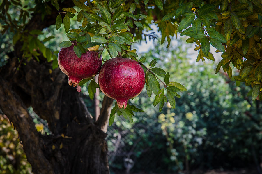 Pomegranates Ready To Eat Photograph by Noah Katz