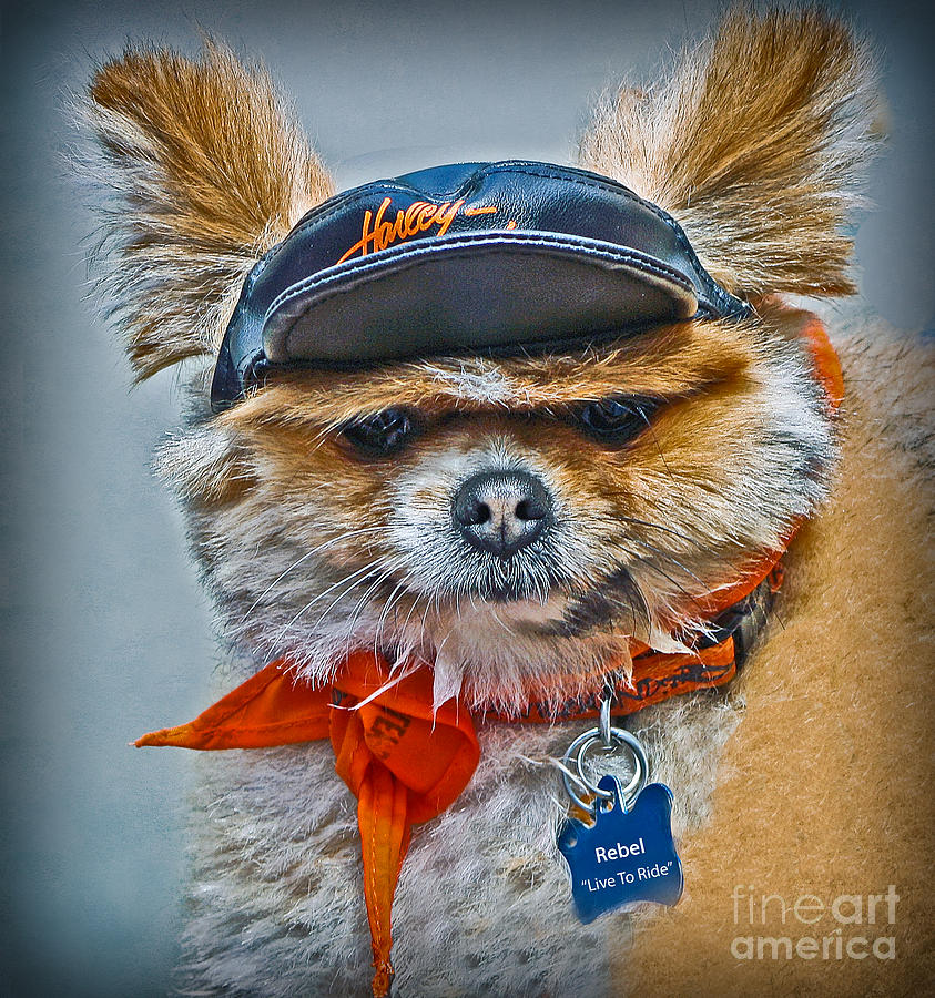 Pomeranian Biker Dog Photograph by Gary Keesler