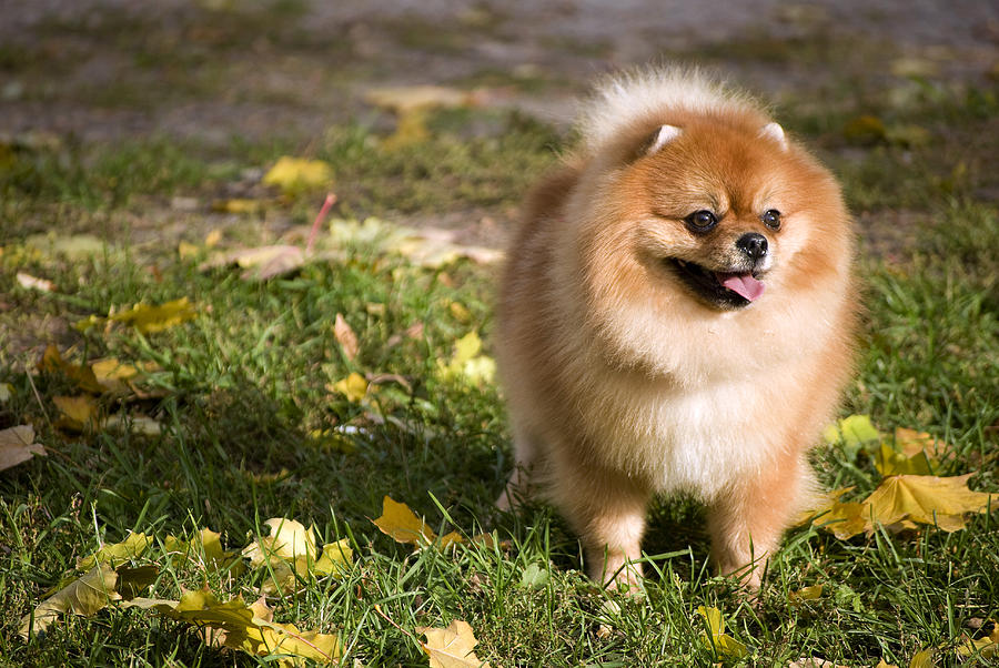 Animal Photograph - Pomeranian Dog by Anna Aybetova