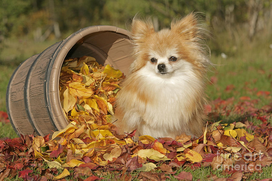 Mammal Photograph - Pomeranian Dog by Rolf Kopfle