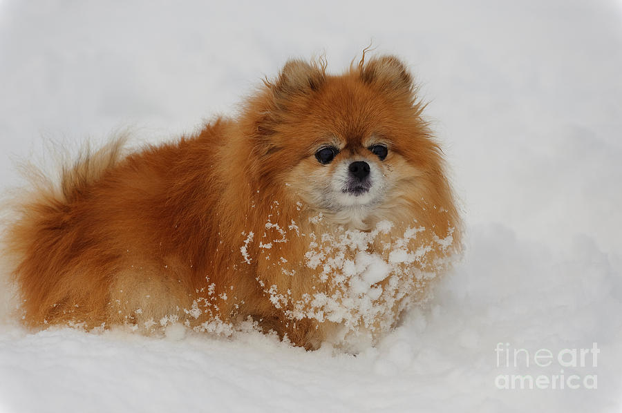 Pomeranian In Snow Photograph by John Shaw