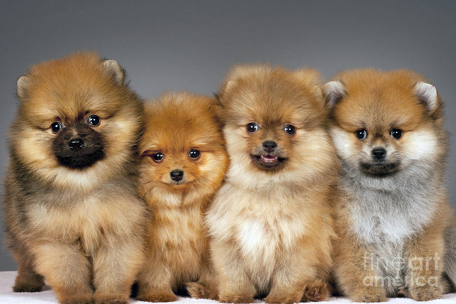 Pomeranian puppies Photograph by Borislav Stefanov