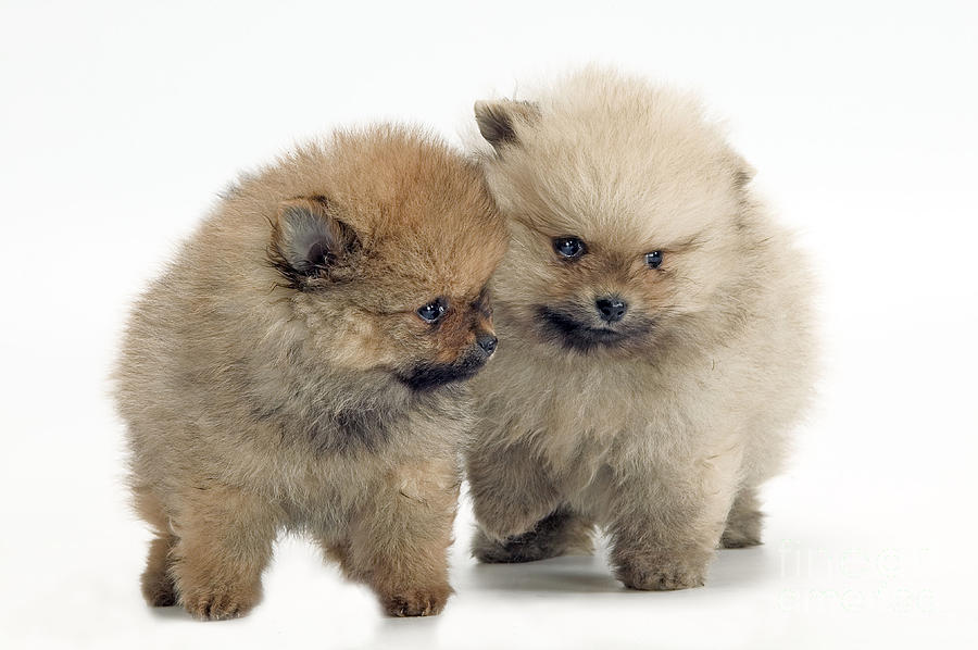 Dog Photograph - Pomeranian Puppy Dogs by Jean-Michel Labat