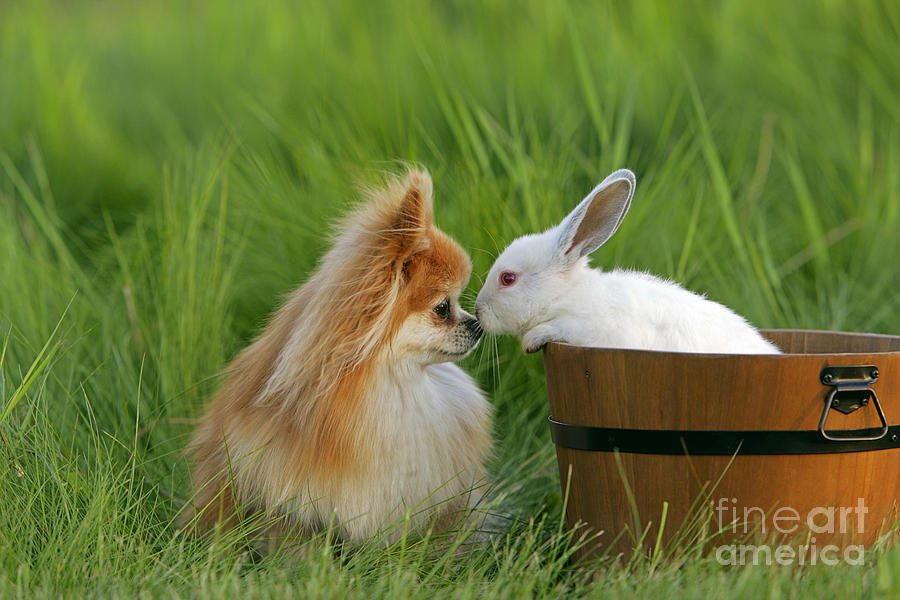 Pomeranian With Rabbit Photograph by Rolf Kopfle
