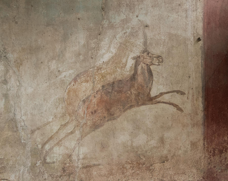 Pompeii Animal Fresco Photograph by Roger Mullenhour