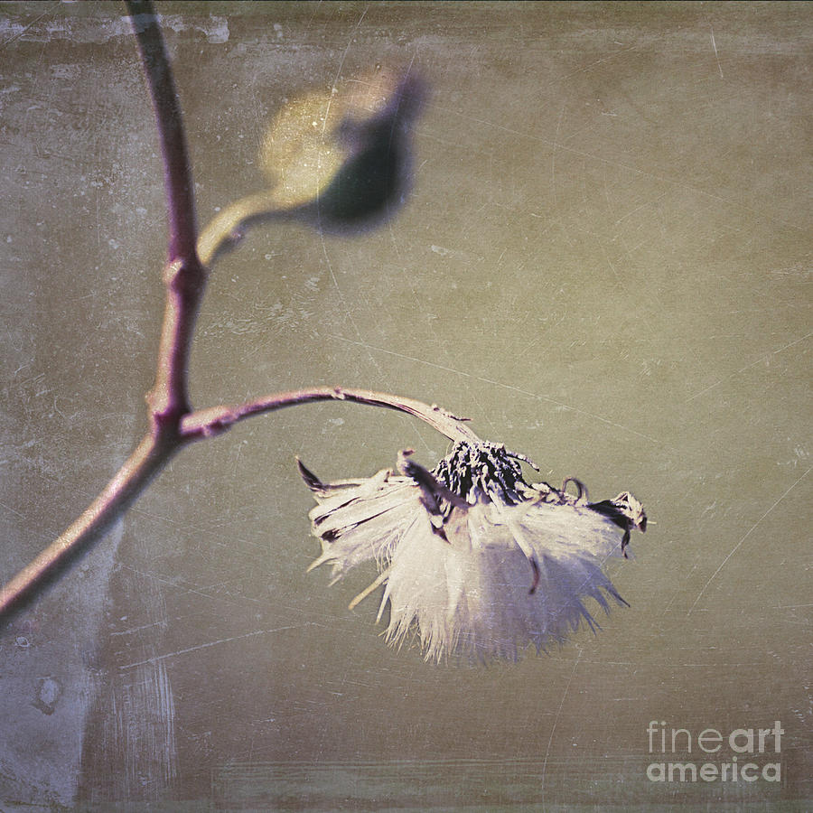 Nature Photograph - Pompom - 03dt01dsq by Variance Collections