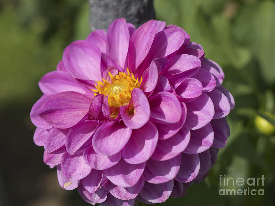 pompom dahlias pompom dahlias