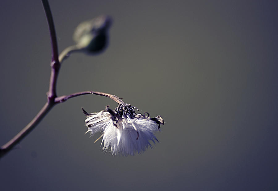 Nature Photograph - Pompon - 011 by Variance Collections
