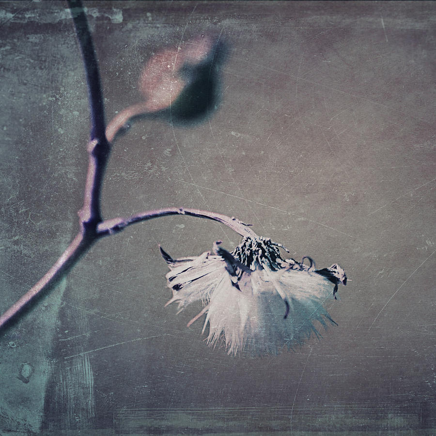 Nature Photograph - Pompon - t01ec02sq by Variance Collections