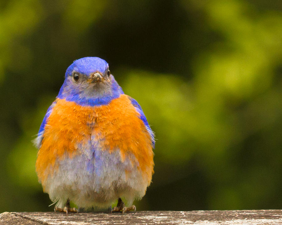 Pompous Bluebird Photograph by Jean Noren