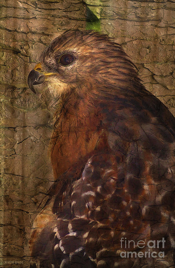 Hawk Photograph - Ponce Inlet Hawk by Deborah Benoit