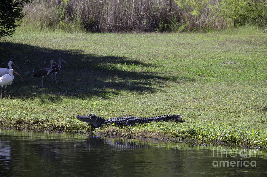 Pond Alligator Photograph by Dale Powell