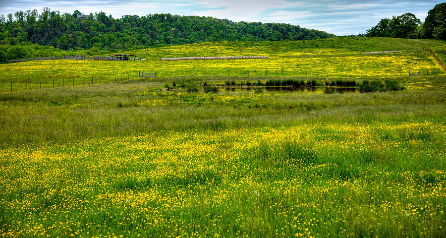 Pond among the Buttercups Photograph by David Patterson
