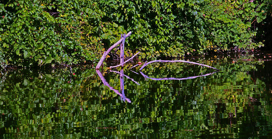 Pond Art Photograph by Andy Lawless