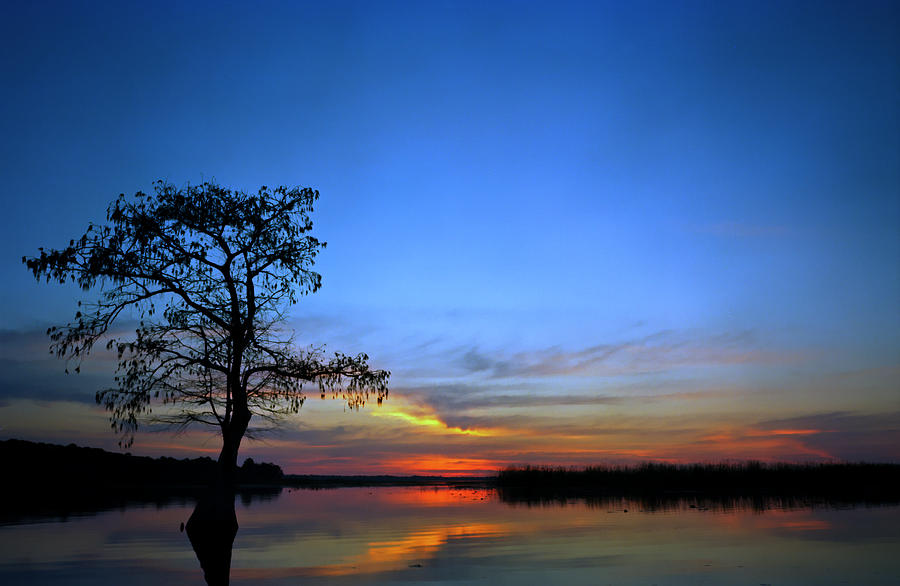 Pond Cypress. Lake Gentry Photograph by Chris  Kusik