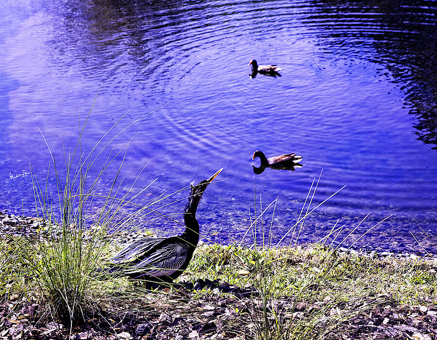 Pond Days Photograph by Madeline Ellis