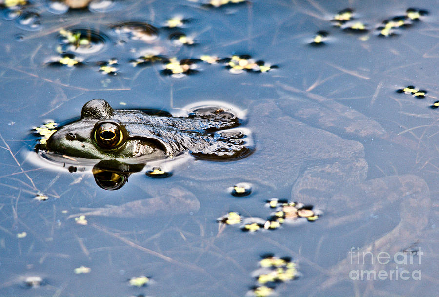 Frog Photograph - Pond Dweller by Cheryl Baxter