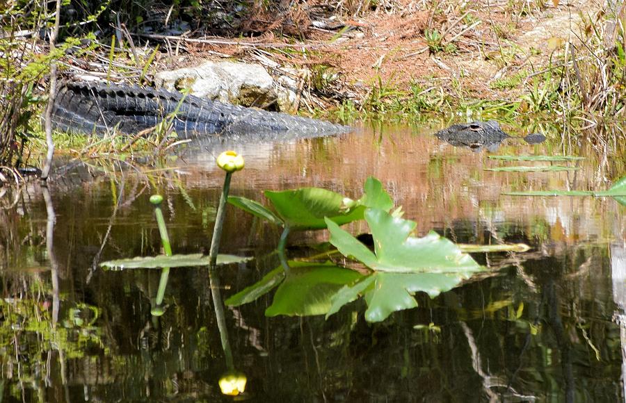 Alligator Photograph - Pond Gator 1 by Sheri McLeroy