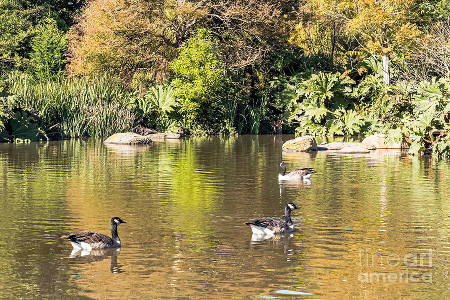 Pond Geese Photograph by Kate Brown
