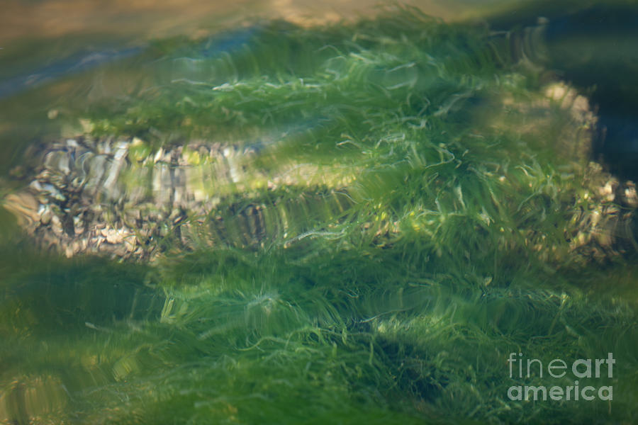 Pond Grass Photograph by Dale Powell