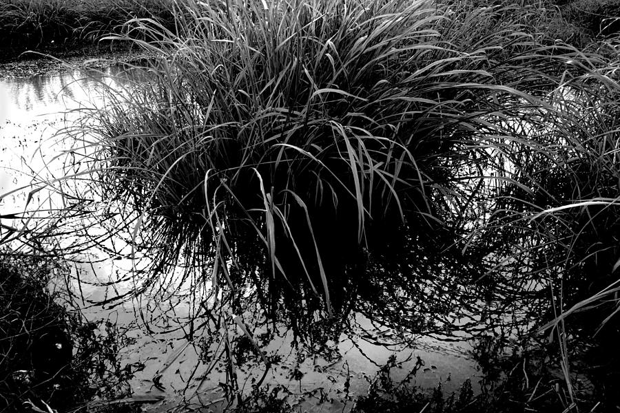 Pond Grass Photograph by Ross Odom