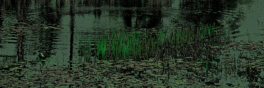 Abstract Photograph - Pond Grasses Panorama by David Patterson