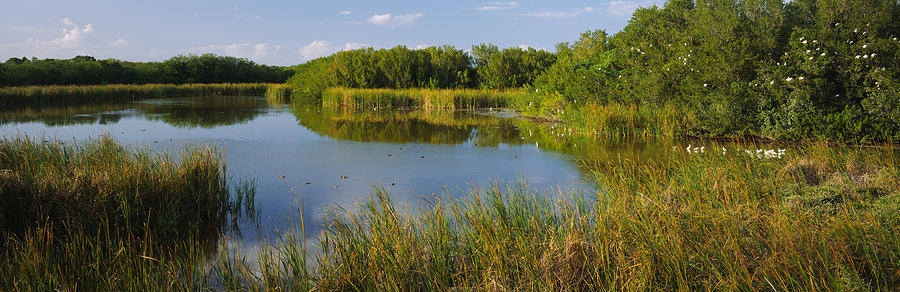 Pond In A Forest, Eco Pond, Flamingo Photograph by Panoramic Images ...