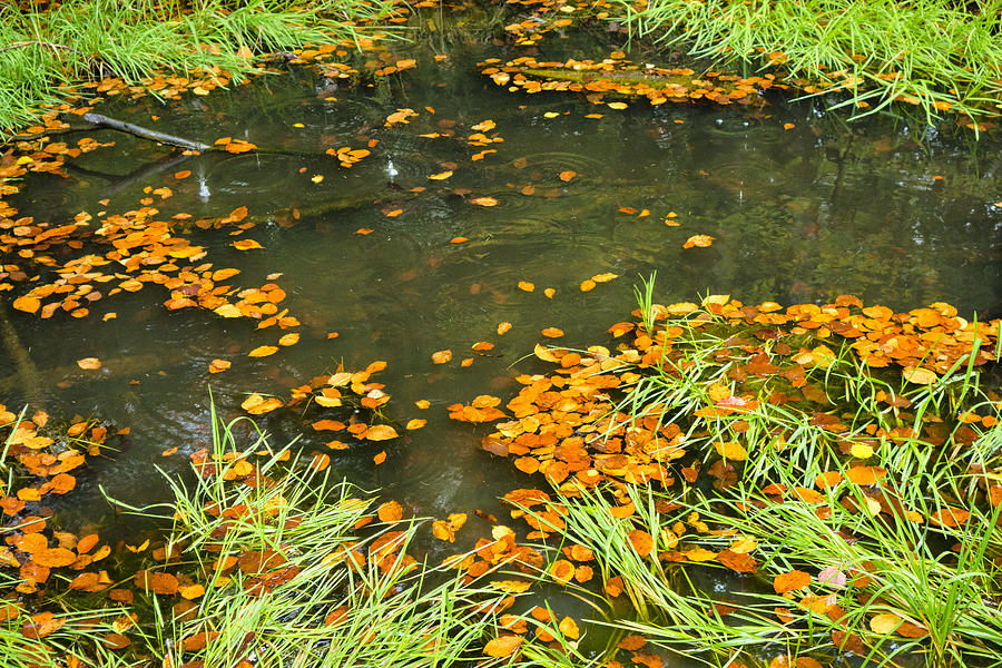 Pond in fall with green grass and brown foliage Photograph by Matthias Hauser