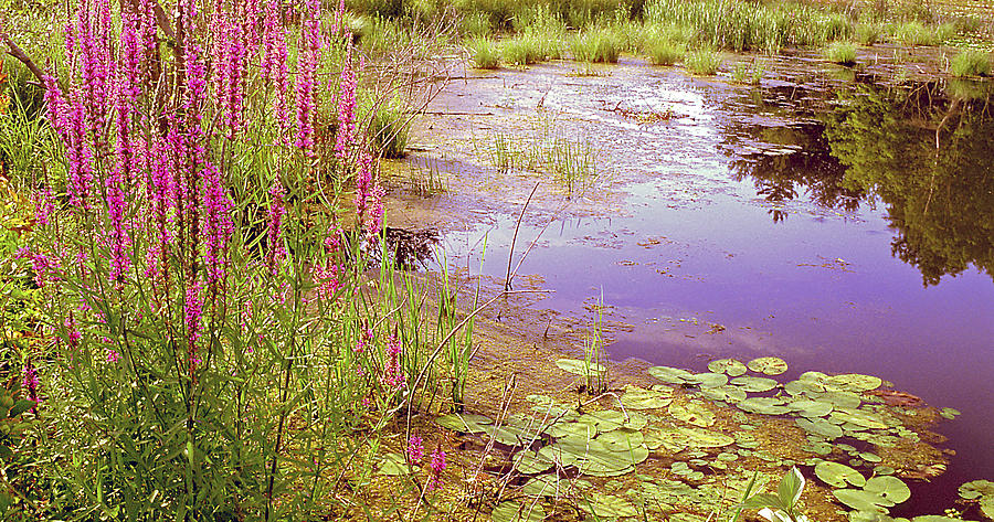 Pond in Summer Berkshire Mountains Massachusetts Photograph by A Macarthur Gurmankin