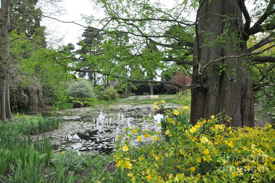 Pond in the Woodland Garden in Kew Photograph by Tatyana Searcy