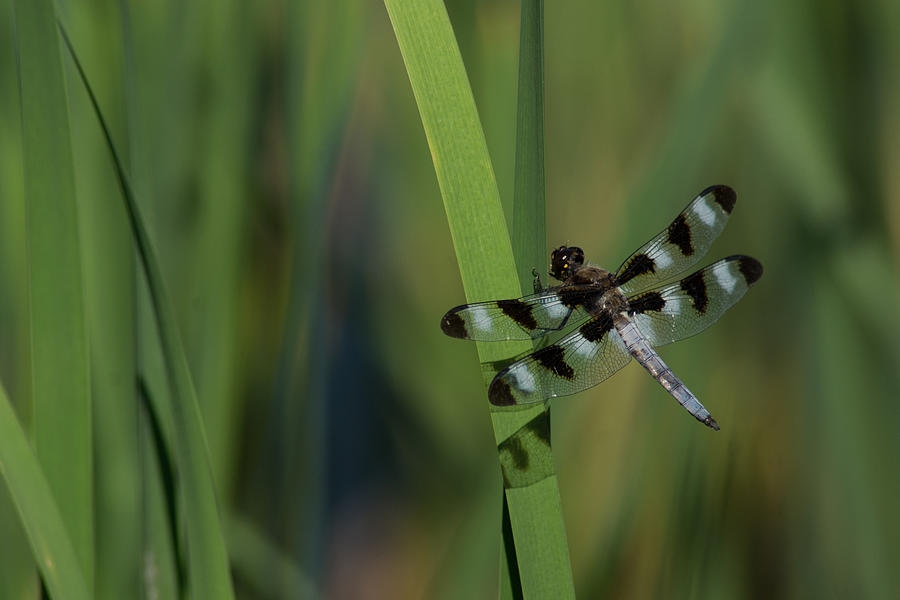 Pond Jewel - Black and White Dragonfly Photograph by Georgia Mizuleva