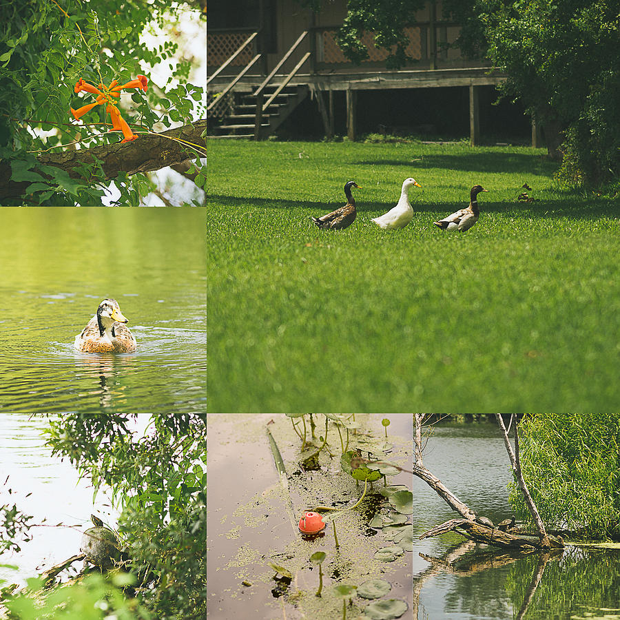 Nature Photograph - Pond Life by Brandy Meza