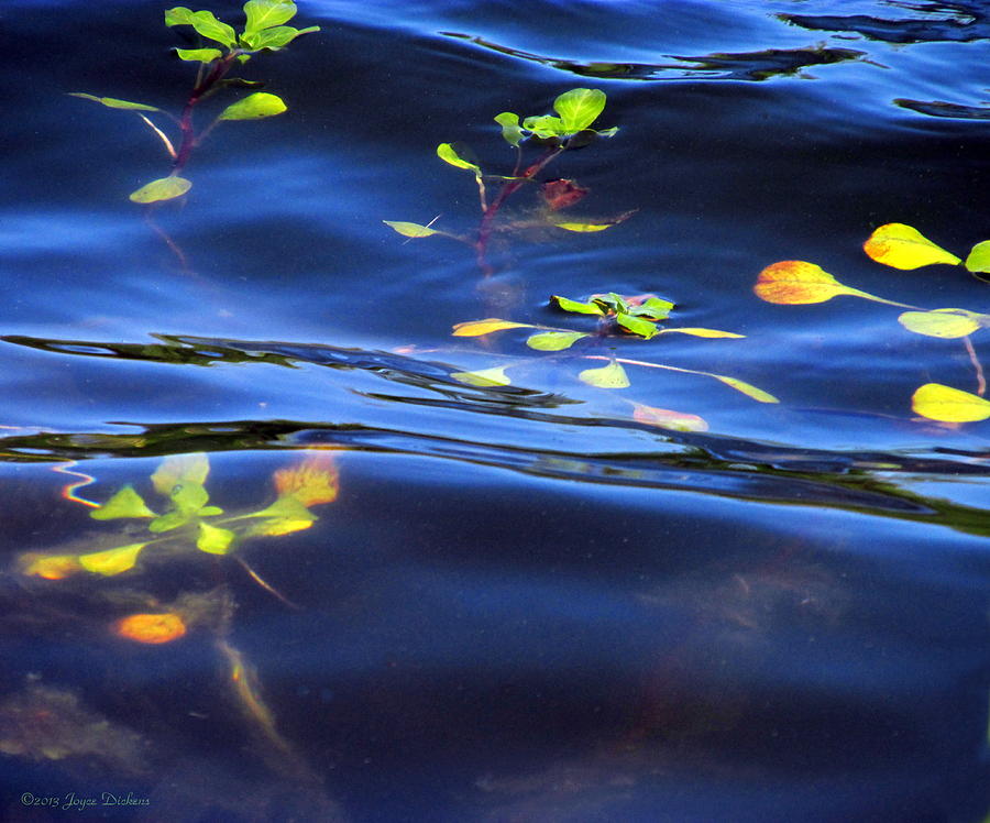 Pond Life Photograph by Joyce Dickens