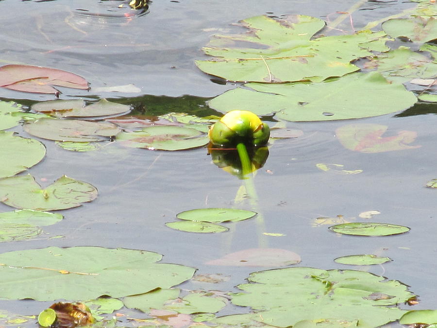 Pond Lilies in June Photograph by Loretta Pokorny