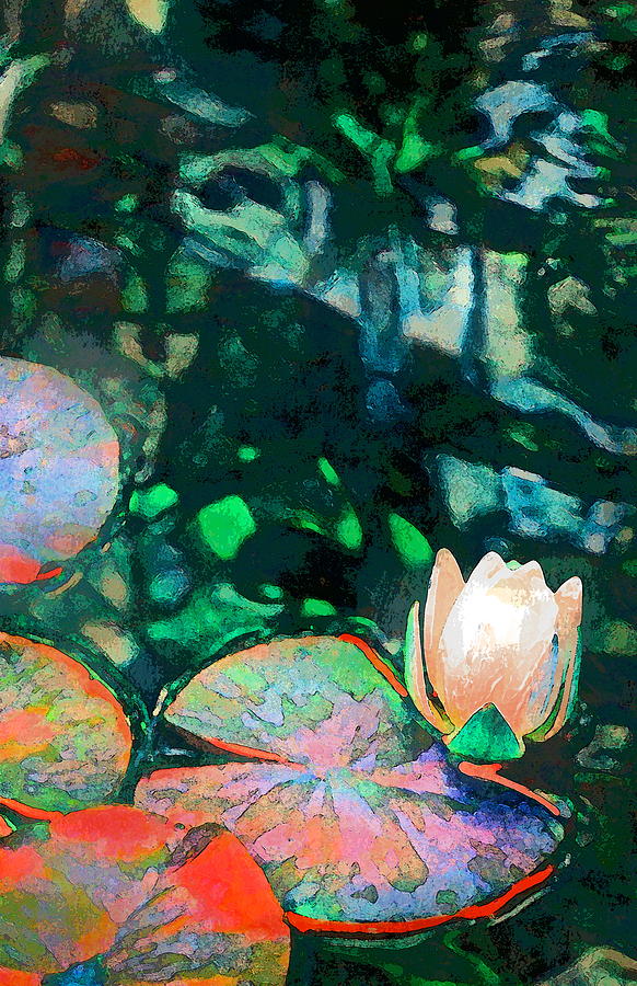 Pond Lily 25 Photograph by Pamela Cooper