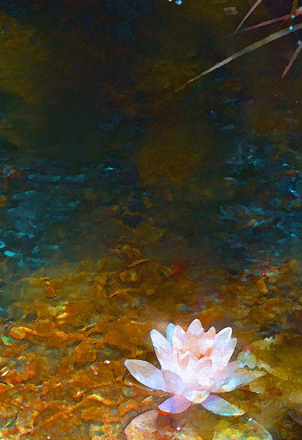 Pond Lily 27 Photograph by Pamela Cooper