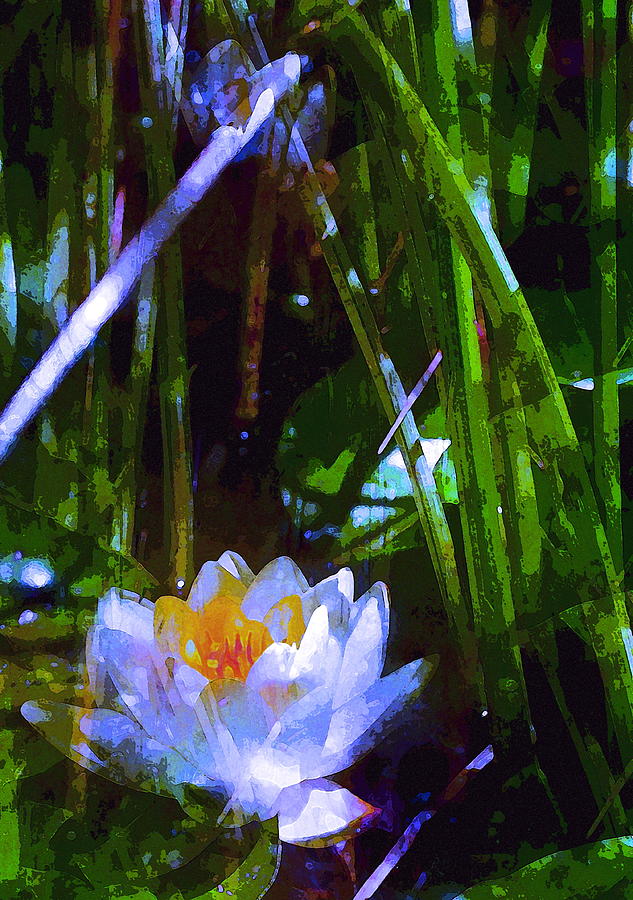 Pond Lily 28 Photograph by Pamela Cooper