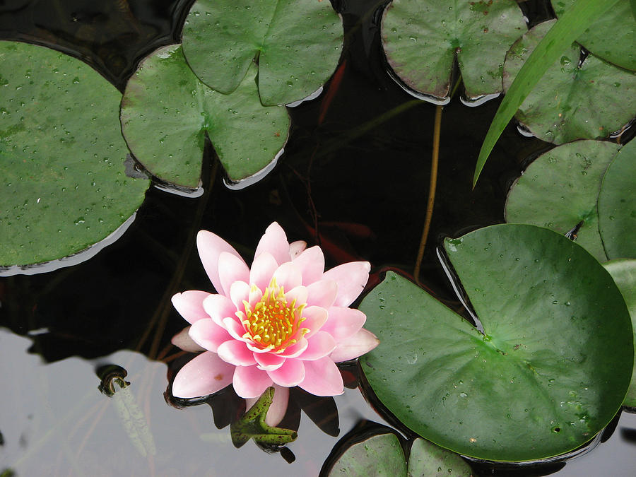 Pond Lily Photograph by Dean Ginther