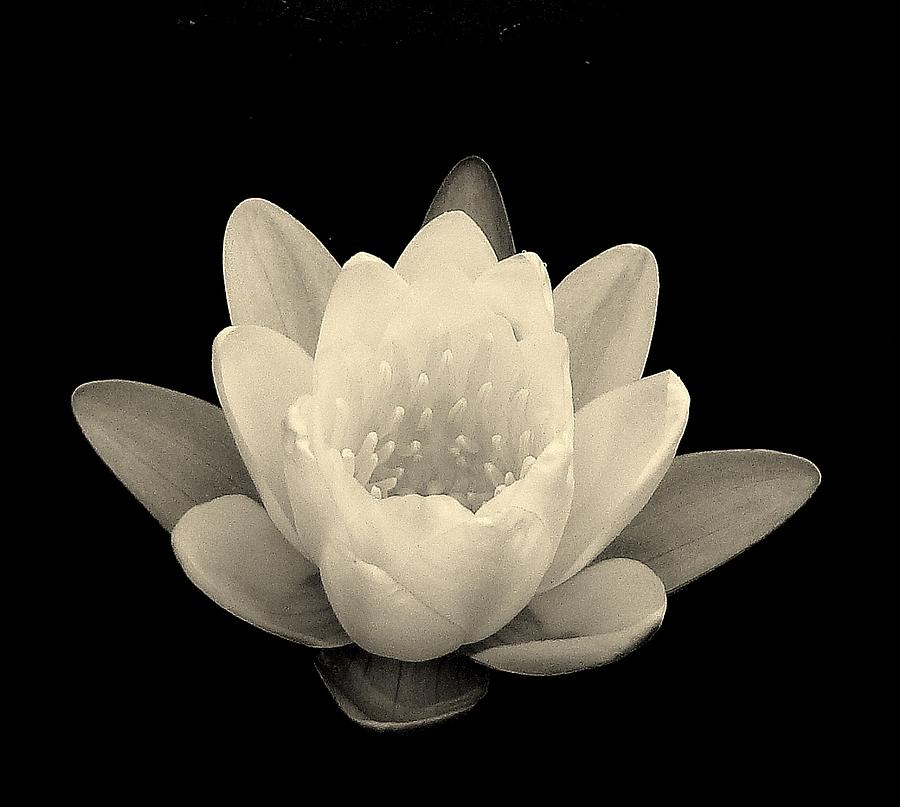 Lily Photograph - Pond Lily in Black and White by Rosanne Jordan